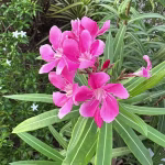 espirradeira